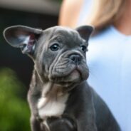 An Adopter’s Guide to Owning a French Bulldog