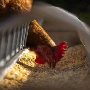 An Eggs-ceptional Finding: Humans Can Understand Chicken Emotions