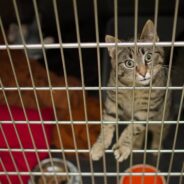 Animal Shelter Lets People Give Their Ex’s Name to a Feral Cat, Who Will Then Be Neutered