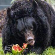 Asiatic Black Bear Yampil’s Incredible Journey from Ukraine Warzone to Safety in Scotland