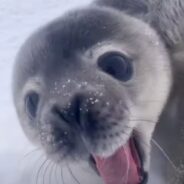 Baby Seals Make the Cutest Little Puppy Noises, And You Need to Hear Them