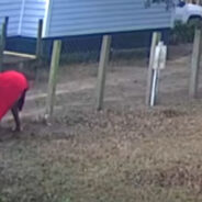 Backyard Battle — Hero Saves Chihuahua By Choking Out Vicious Coyote