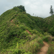 Barking Dog Helps Rescue Injured Owner Who Fell Down Steep Slope On Hawaii Trail