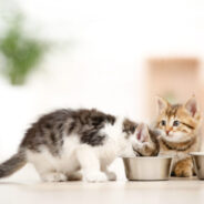 Benefits of a High-Protein Diet for Cats