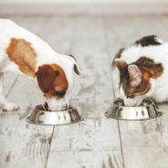 Benefits of Insect Protein for Dogs and Cats