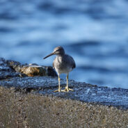 Biodiversity on the Brink in Hawai’i’s Escalating Environmental Emergency