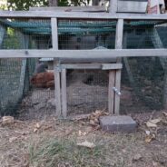 Chickens Kept in Filthy, Tiny Cage Rescued, Now Have Plenty of Room to Roam