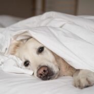 Dog Flu Symptoms and Treatment