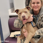 Dog Surrendered To Shelter When Dad Was Deployed Finds His Way Back To Family Months Later