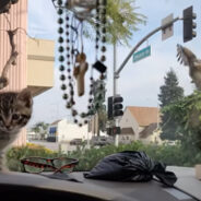 Dramatic Hawk Attack on Kitten Thwarted by Car Windshield