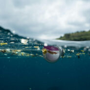 Endangered Galápagos Penguins are Swallowing Death One Microplastic at a Time