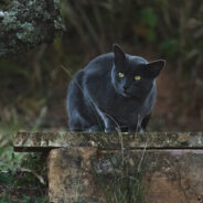 Fearless Feline Binx Defends Small Dog Against Two Coyotes