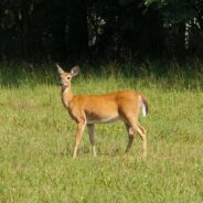 Florida Man Faces Charges for Filming Deer Torture for TikTok Video