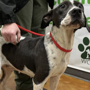 Florida Shelter Dog Found Her Person And Isn’t Letting Her Out of Her Sight, Even To Fill Out Adoption Papers