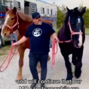 Former Carriage Horses Dumped At Auction In Poor Health Are Now Living Best Lives At Animal Sanctuary