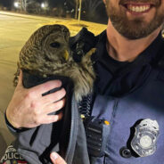 Georgia Police Officer Rescues Injured Owl “Owen” From Middle of Road