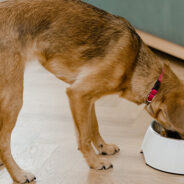 Help Hungry Shelter Pets Score Nutritious Food During The Shelter Bowl