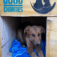 Homeless Dogs In Ukraine Have A Safe And Warm Place To Go, Thanks To You