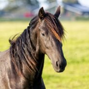 Horse Who Lived for Years in a 10 by 10 Stall Now Runs Across 40 Acre Property