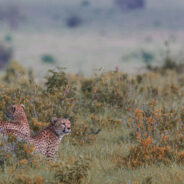 How Sound Mapping Technology Is Saving Endangered Species from Poachers