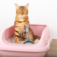 How to Pick the Right Litter for Your Cat