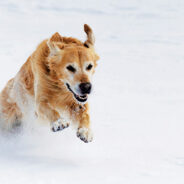 How To Remove Snowballs From Dog’s Fur And Prevent Them From Occurring