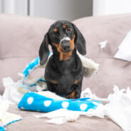 How to Teach Your Dog Not to Chew Things She Shouldn’t