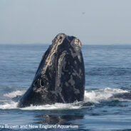 Innovative Technologies Promoted By U.S. President Could Be the Last Hope for North Atlantic Right Whales