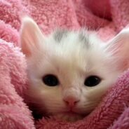 Kitten Helps New Owner Recover From a Traumatic Brain Injury