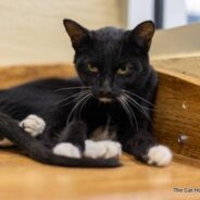 Kitten Recovers From Serious Illness, Now He’s a Goofy Cat Ready to Make a Forever Family Laugh