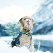 Learn the Unseen Dangers of Winter Your Pet Faces Every Day