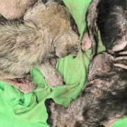 Malnourished Puppies Suffering From Mange Are Now Thriving Thanks To Your Support