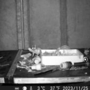 Man Places Camera in Shed to See Why Things Keep Moving Overnight, Discovers a ‘Tidy Mouse’