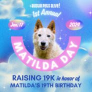 Matilda Day: A Fundraiser for Senior Dogs in Memory of a Very Special Canine Companion