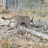 Michigan Hunter’s Camera Catches Cougar in Life or Death Struggle with Deer