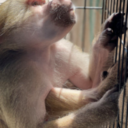 Mistreated Monkey Kept In Tiny Cage In Basement Needs Your Help To Recover