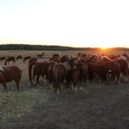 Mongolia’s Wild Przewalski’s Horses Leap Back from the Brink of Extinction