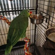 Neglected Bird Rescued From Tiny Cage, Home Filled with Cigarette Smoke