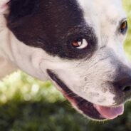 Neglected Dog Rescued From Fighting Ring ‘No Longer Remotely Resembles’ His Past Self