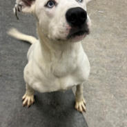 Over 60 Homeless Dogs & Cats Will Board Flight To Freedom For New Beginning In Wisconsin