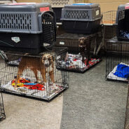 Over 90 Homeless Dogs & Cats Have Landed In Wisconsin To Start Their New Lives