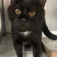 Overlooked Black Shelter Cat “Bobby Flay” Searching For Quiet Home To “Make Biscuits”