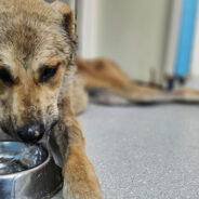 Parasite-Riddled Stray Dog Needs Your Help To Recover From Malnutrition