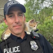 Police Officer Rescues and Adopts Kitten That Was Thrown From Vehicle