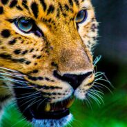 Rare Jaguar Sighting in Arizona Sparks Urgent Call to Action for Endangered Species Survival