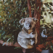 San Diego Zoo’s Critical Mission to Save Koalas from Deadly Retrovirus in Race Against Extinction