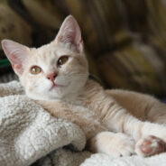 Save Your Cat’s Life By Learning to Spot These Critical Illness Signs