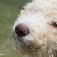 Senior Goldendoodle Refuses To Eat Her Food Unless Parents Pretend To “Season” It With Ranch Dressing