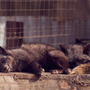 Severely Mistreated Foxes Rescued From Fur Farm Need Your Help To Recover