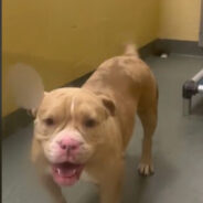 Shelter Dog Cannot Control Her Excitement Over Finding A Home On The Last Day Of The Year